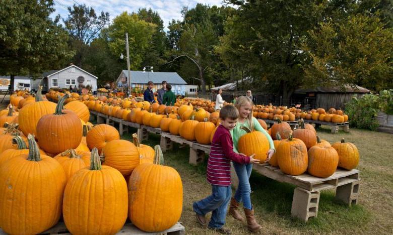 Pumpkin Hollow 