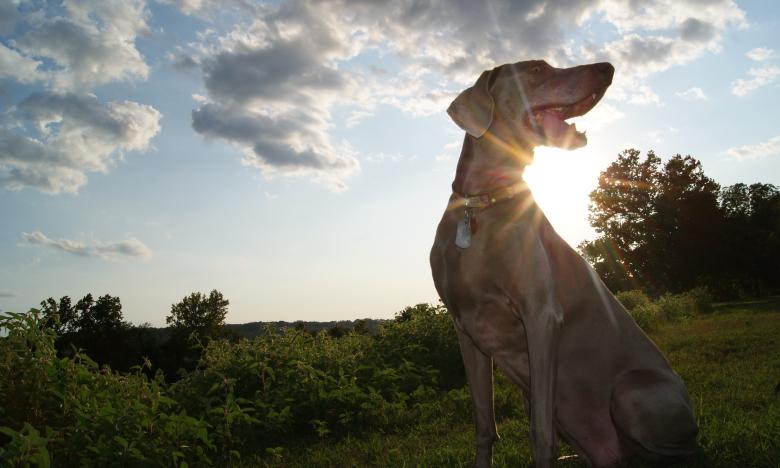 Dog Friendly Activities in Little Rock