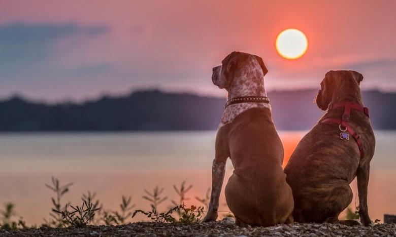 Dog Friendly Activities in the Lower Delta