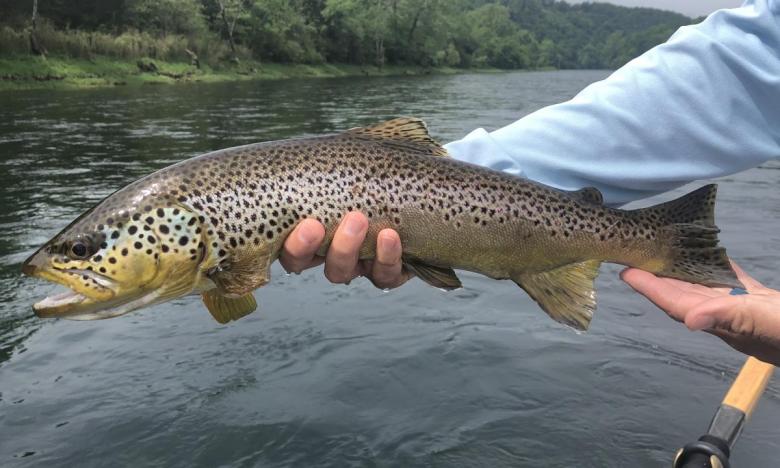Fishing Brown Trout at the White River