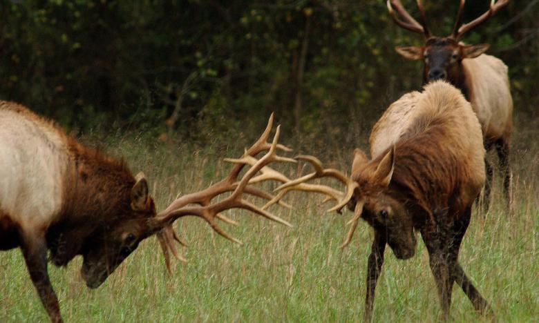 Ponca Elk Watching 