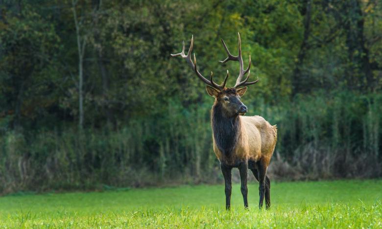 Elk at Boxley Valley