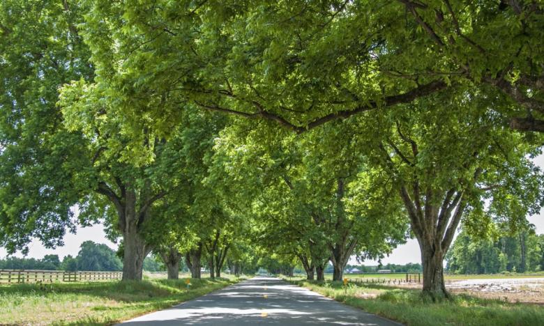 Pecan trees in Scott
