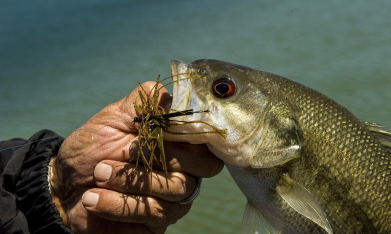 Trout Fishing off Lake Maumelle