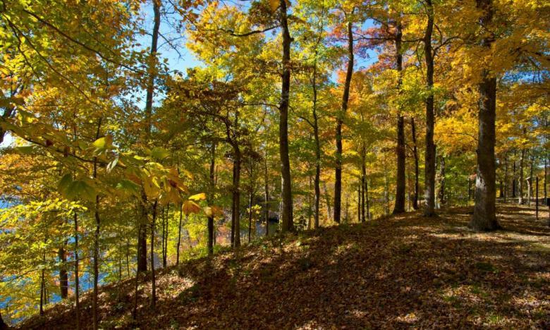 Crowley's Ridge runs through the St. Francis National Forest and the Mississippi River State Park.