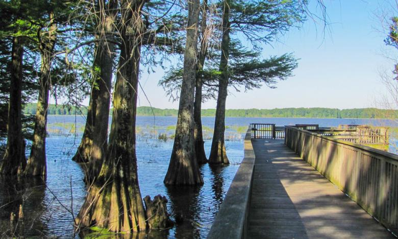 Wapanocca National Wildlife Refuge provides high quality habitat for wintering waterfowl and breeding forest birds.