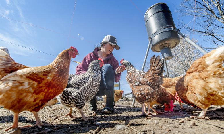 Woman feeding chickens at the St.  Joseph Center of Arkansas