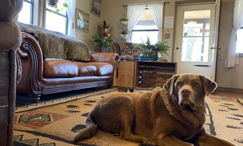 dog relaxing at Bertucci's Country Cabin