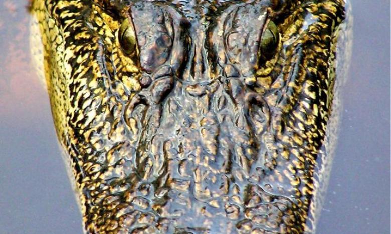 Alligators in Arkansas