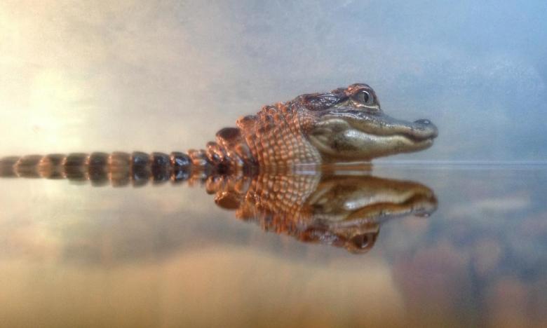 Alligators in Arkansas