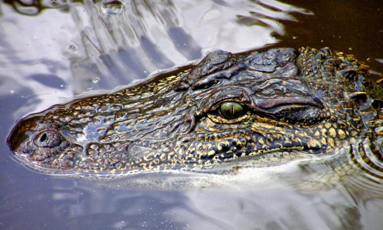 Alligators in Arkansas