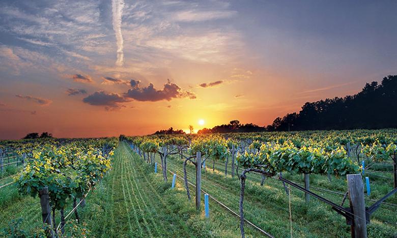 Altus vineyard