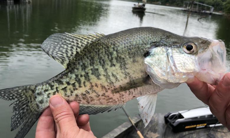 Fish are plentiful in Beaver Lake.