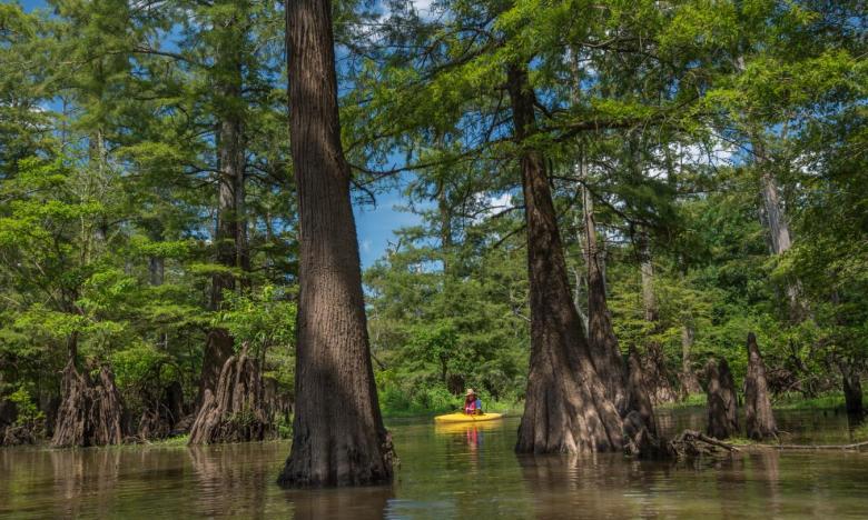Bayou Bartholomew is the longest bayou in the world