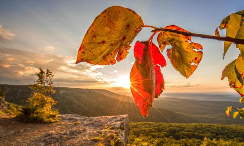 Fall color, taken Tuesday, Sept. 25, 2018, at Cameron Bluff Overlook at Mount Magazine State Park.