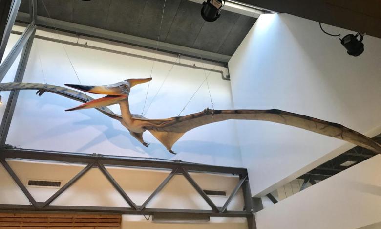 A Pteranodon is featured in the lobby of the museum .
