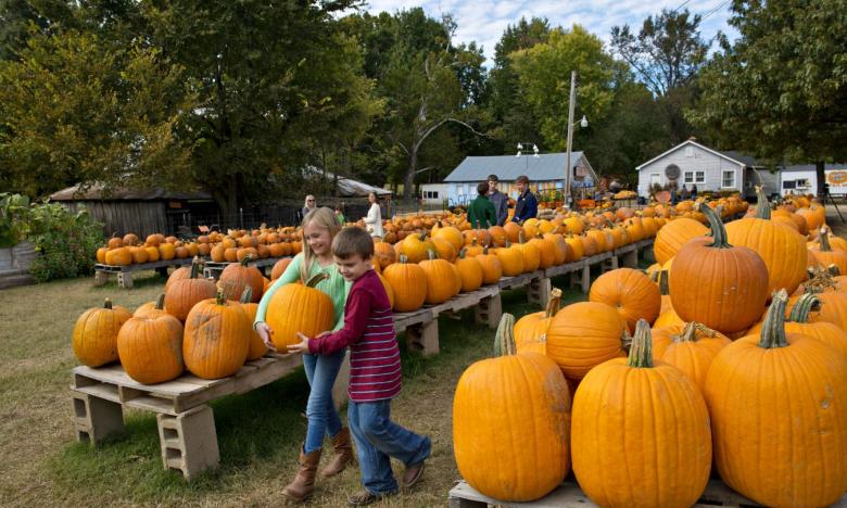 Pumpkin picking at Pumpkin Hollow