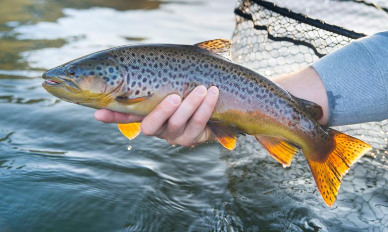 An angler holding a freshly caught trout.