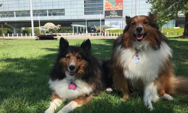 Dogs at the Clinton Presidential Center