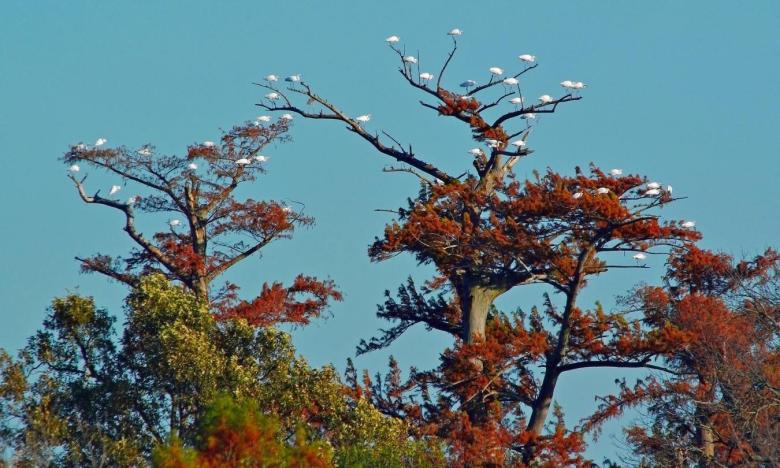 Lake Chicot is a great place to do birdwatching, especially in the winter!