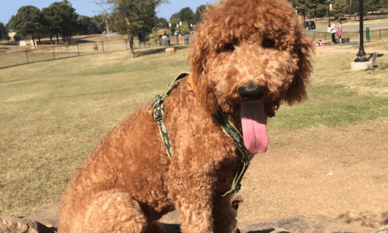 MacArthur Dog Park