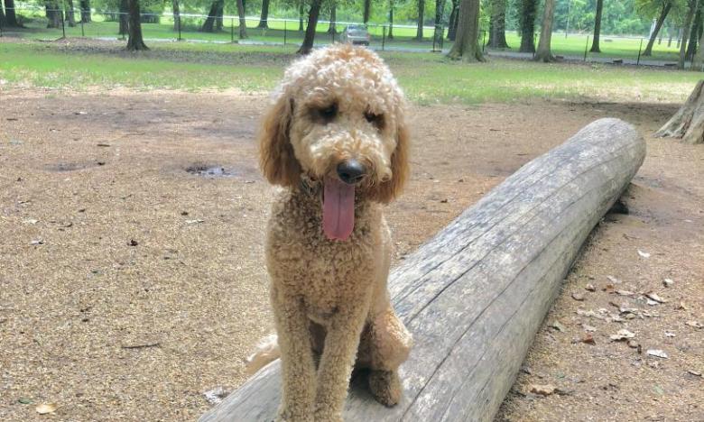 Paws Park at Murray Park