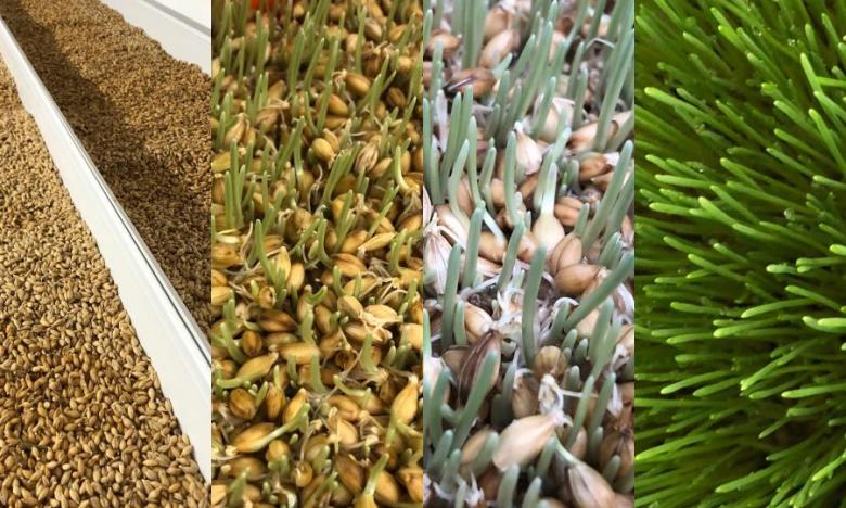 Stages of barley