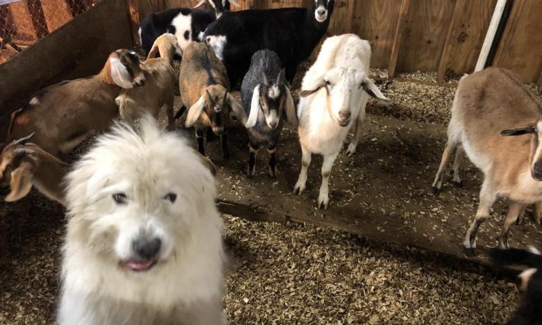 Guard dogs and goats