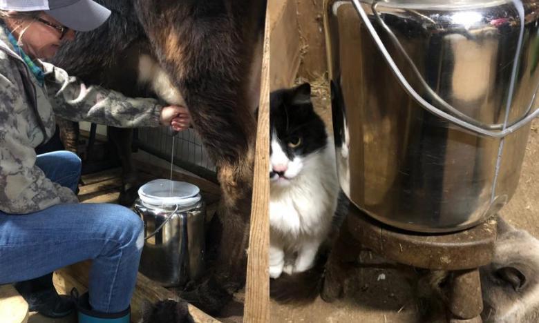Guests can try their hand at milking cows