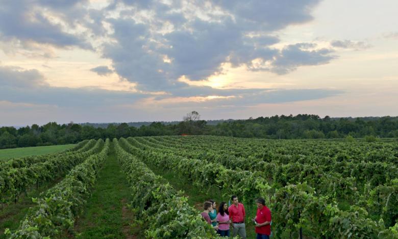 Post Winery vineyard