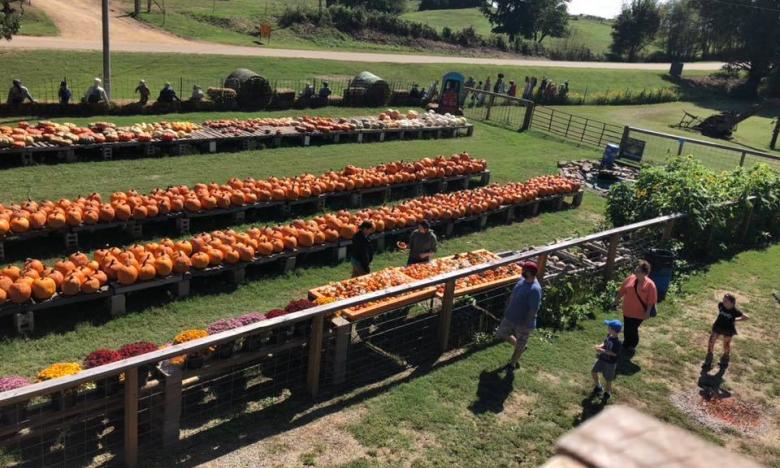 Have some fall fun at Pumpkin Hollow
