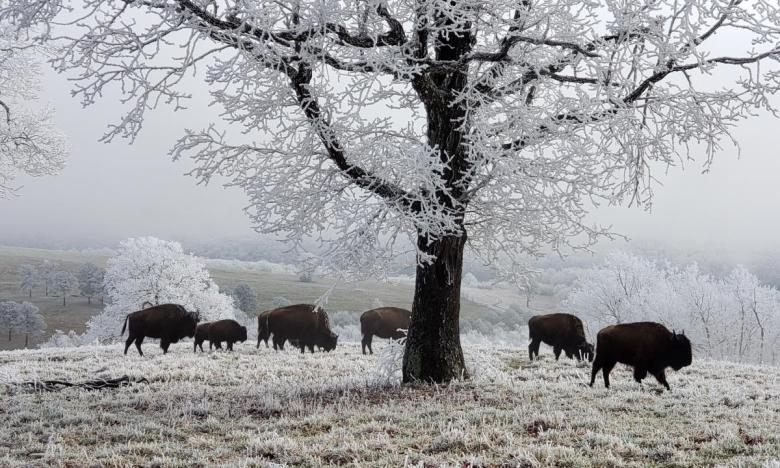 American Bison at the ranch