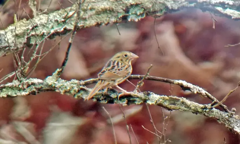 Henslows sparrow Ammodramus henslowii in Arkansas