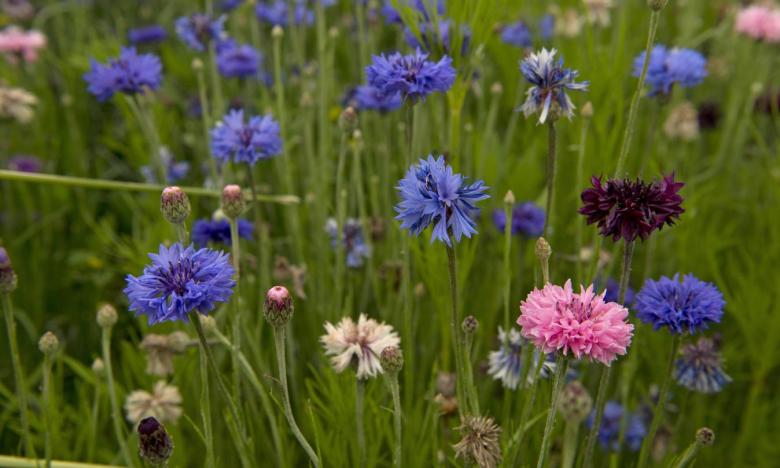 Wildflowers, like these bachelor's buttons (Centaurea cyanus), create a colorful palette along Arkansas's Great River Road in the spring