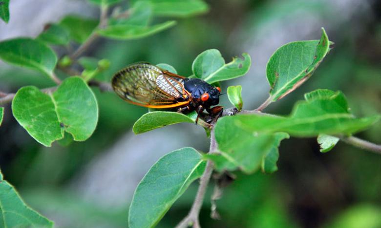 Cicada at Devil's Eyebrow Natural Area