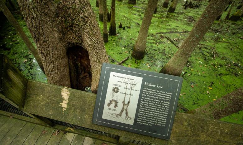 Wayside panels tell visitors more about the flora and fauna of the headwater swamp and its historic significance