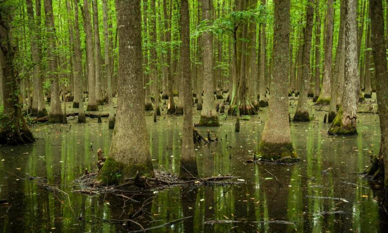 Explore a rare headwater swamp at Louisiana Purchase State Park and Natural Area