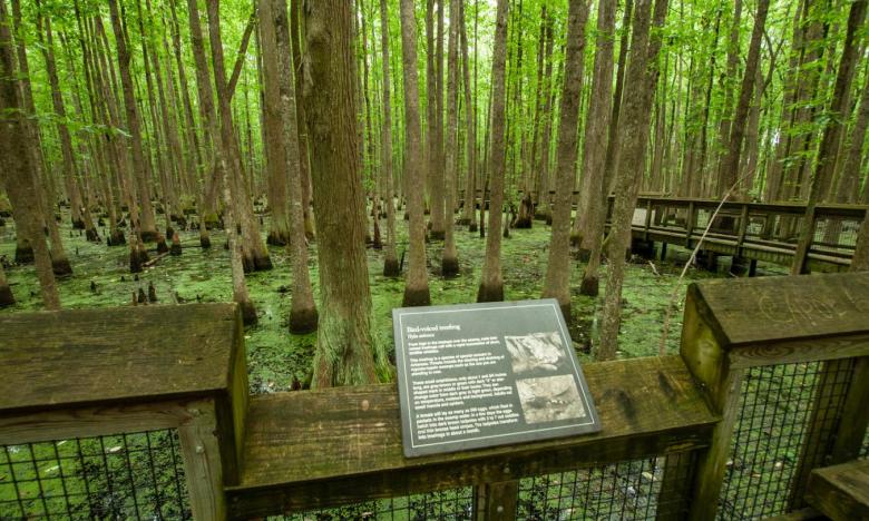 Learn more about the flora and fauna found at Louisiana Purchase State Park and Natural Area