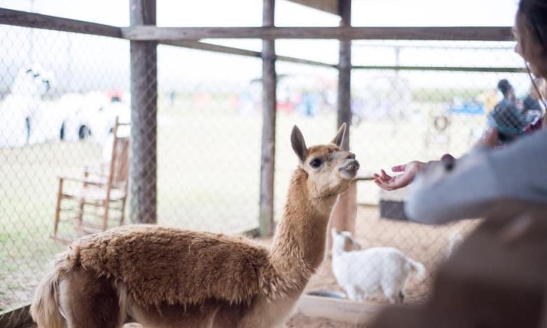 Make some new friends at the barnyard at Peebles Farm