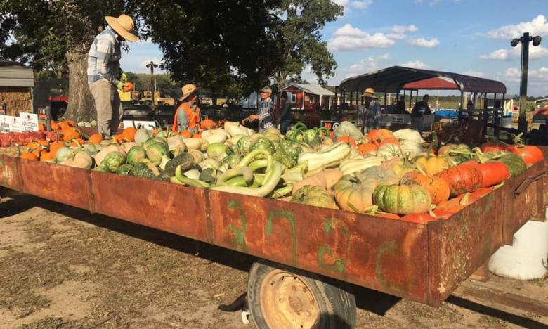Peebles Farm and Corn Maze near Augusta