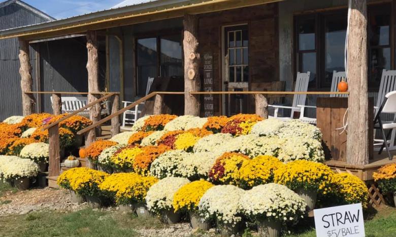 Grab some fall decor to take home with you
