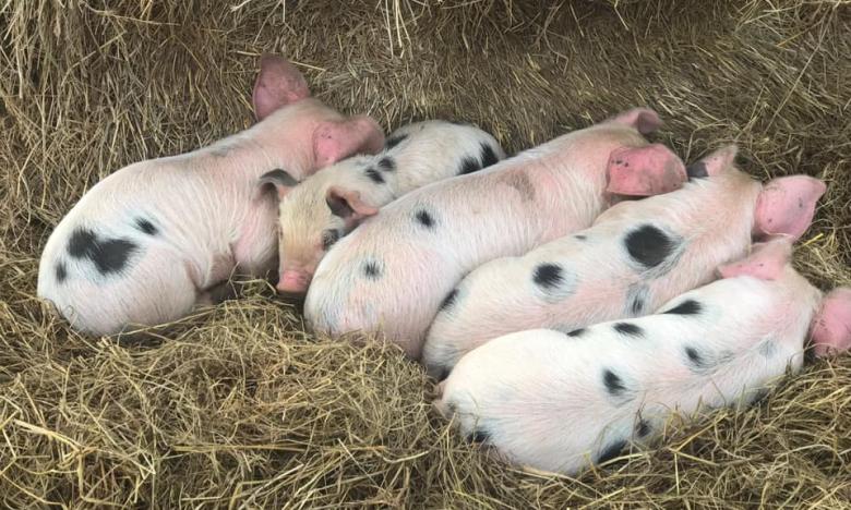 You never know WHO you may meet at the Jackson Farm!