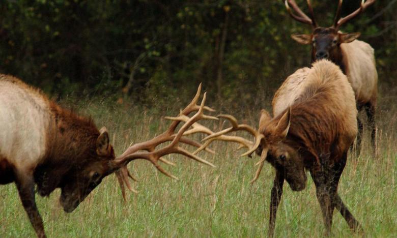 Bull elk near Ponca and Jasper