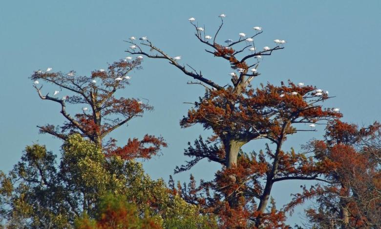 Lake Chicot is located along the Mississippi River Flyway