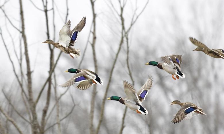 Stuttgart is known as the "Rice and Duck Capital of the World."