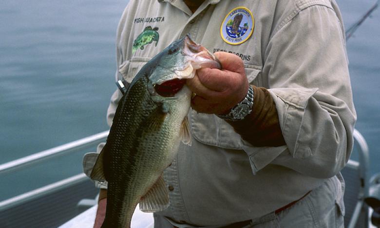 Bass Fishing on Lake Ouachita 