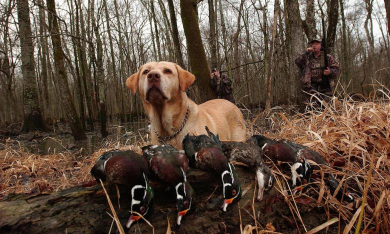 Dog on a Duck Hunt