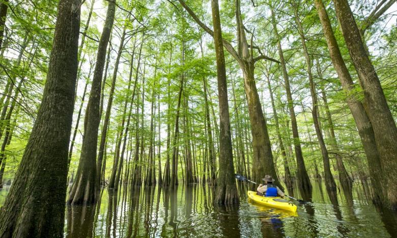 Kayaking Horner Neck at Mississippi River State Park