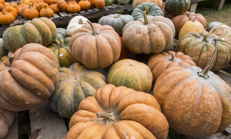 Pumpkin Hollow