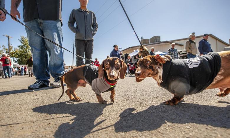 Weiner Dog Race at the Weiner Rice Festival 
